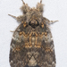 Peridea angulosa - Photo (c) Stott Noble,  זכויות יוצרים חלקיות (CC BY-NC), uploaded by Stott Noble