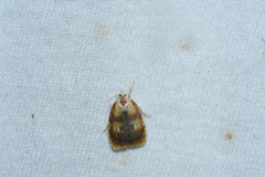 Acleris curvalana