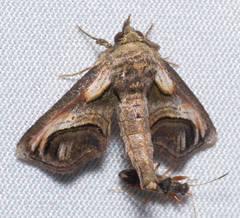 Paectes oculatrix