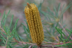 Banksia spinulosa