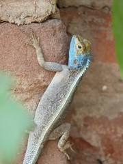 Agama mossambica
