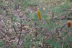 Banksia spinulosa