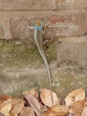 Agama mossambica