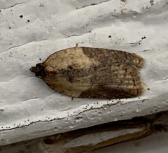 Acleris fragariana