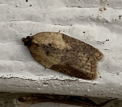 Acleris fragariana
