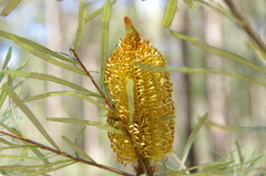 Banksia spinulosa