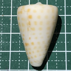 Conus eburneus