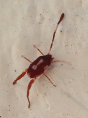 Erythraeoidea