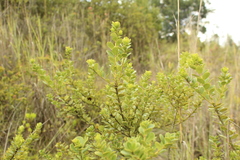 Ilex kunthiana