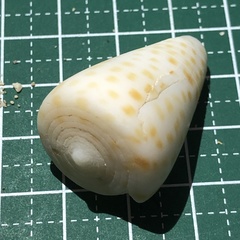 Conus eburneus