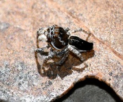 Maratus proszynskii