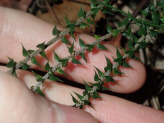 Epacris longiflora