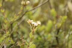 Chromolaena bullata
