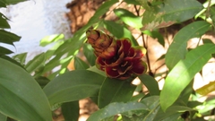 Costus woodsonii