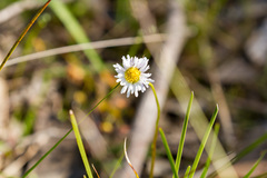 Allittia uliginosa