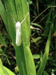 Palpita flegia