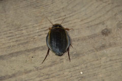 Dytiscus latissimus