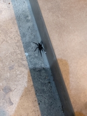 Pireneitega spinivulva