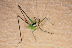 Glenophisis pretiosa