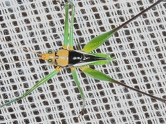 Glenophisis pretiosa