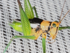 Glenophisis pretiosa