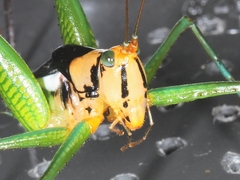 Glenophisis pretiosa