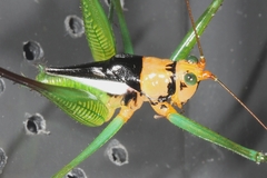 Glenophisis pretiosa