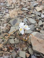 Moraea serpentina