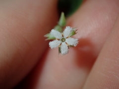 Leucopogon amplexicaulis