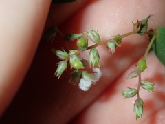 Leucopogon amplexicaulis