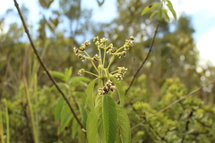 Lippia hirsuta