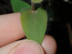 Leucopogon amplexicaulis