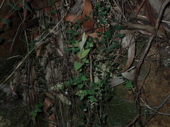 Leucopogon amplexicaulis