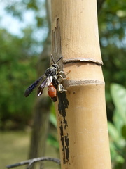 Leucospis petiolata