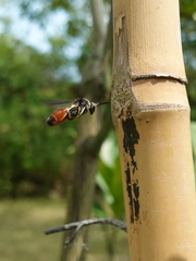 Leucospis petiolata