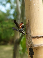 Leucospis petiolata