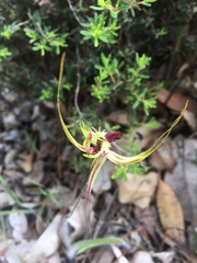 Caladenia attingens