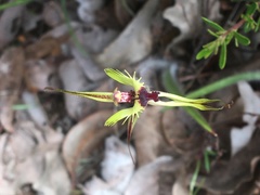 Caladenia attingens
