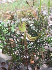 Caladenia attingens