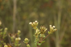 Chromolaena bullata