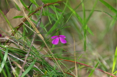 Tetratheca juncea