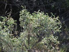 Atriplex lampa