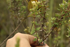 Chromolaena bullata