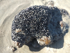 Brachidontes
