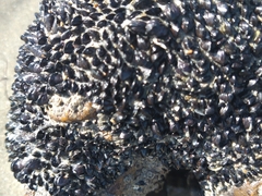 Brachidontes