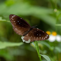 Euploea midamus