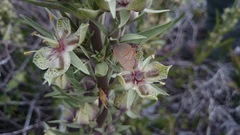 Electrostrymon guzanta