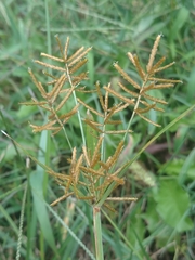 Cyperus esculentus leptostachyus
