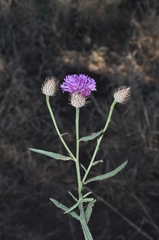 Parapolydora fastigiata
