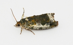 Proteoteras naracana